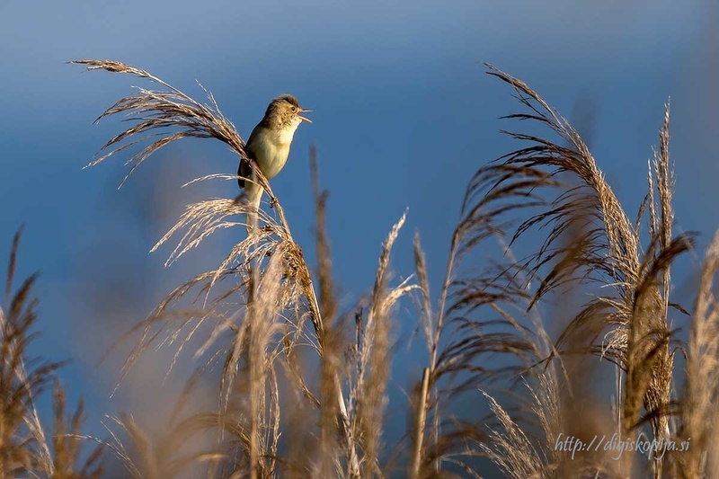 jutranja serenada by Marjan Cigoj