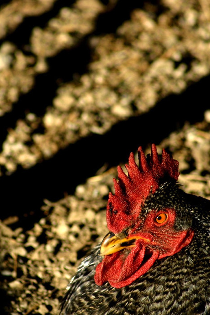 Rooster by