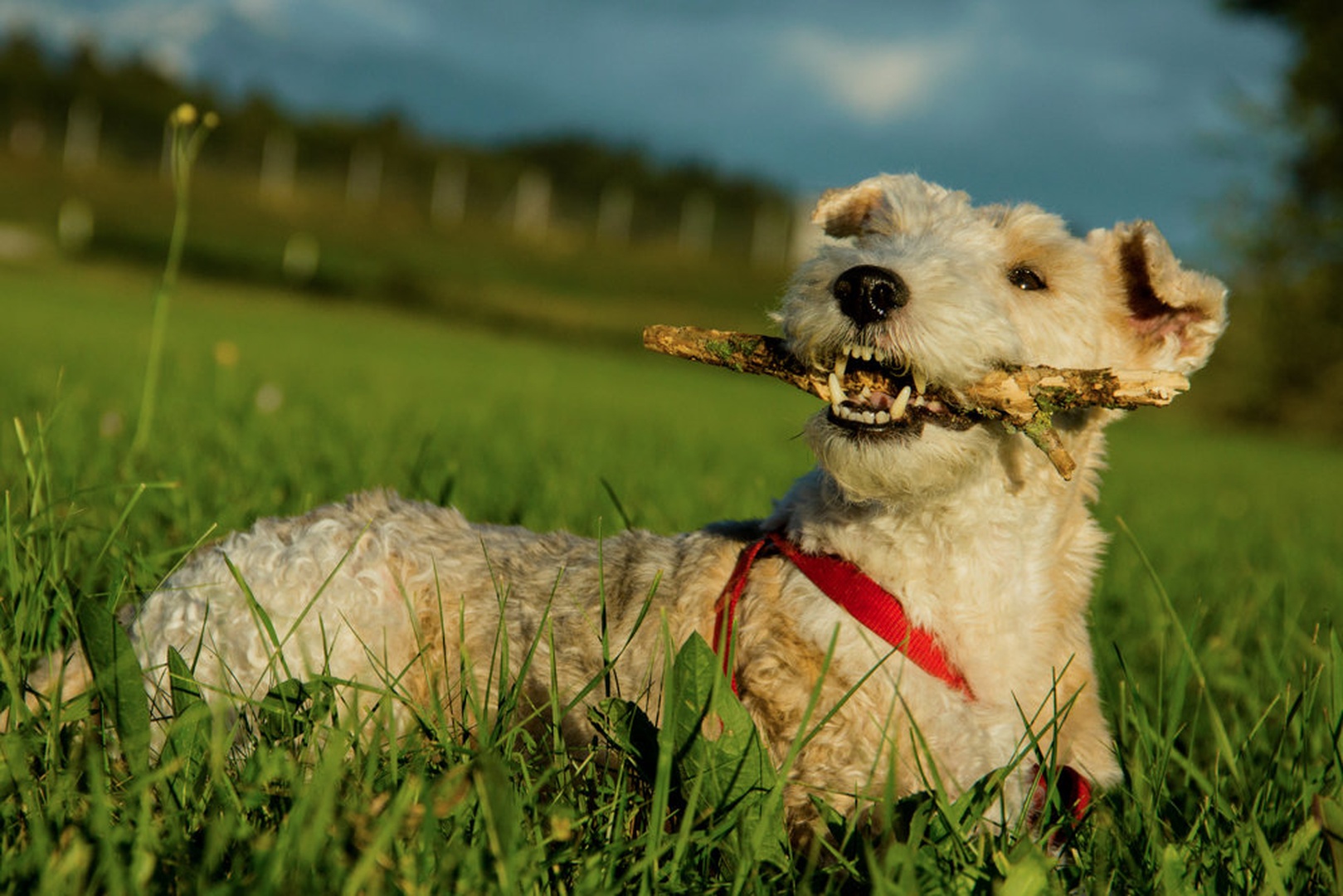 Moli the dog by Valerija Padjen