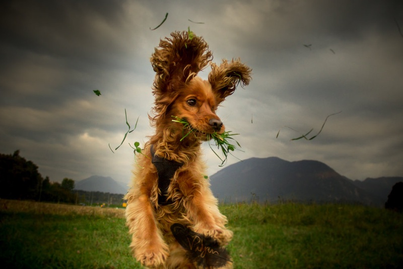 Yummy grass by Valerija Padjen