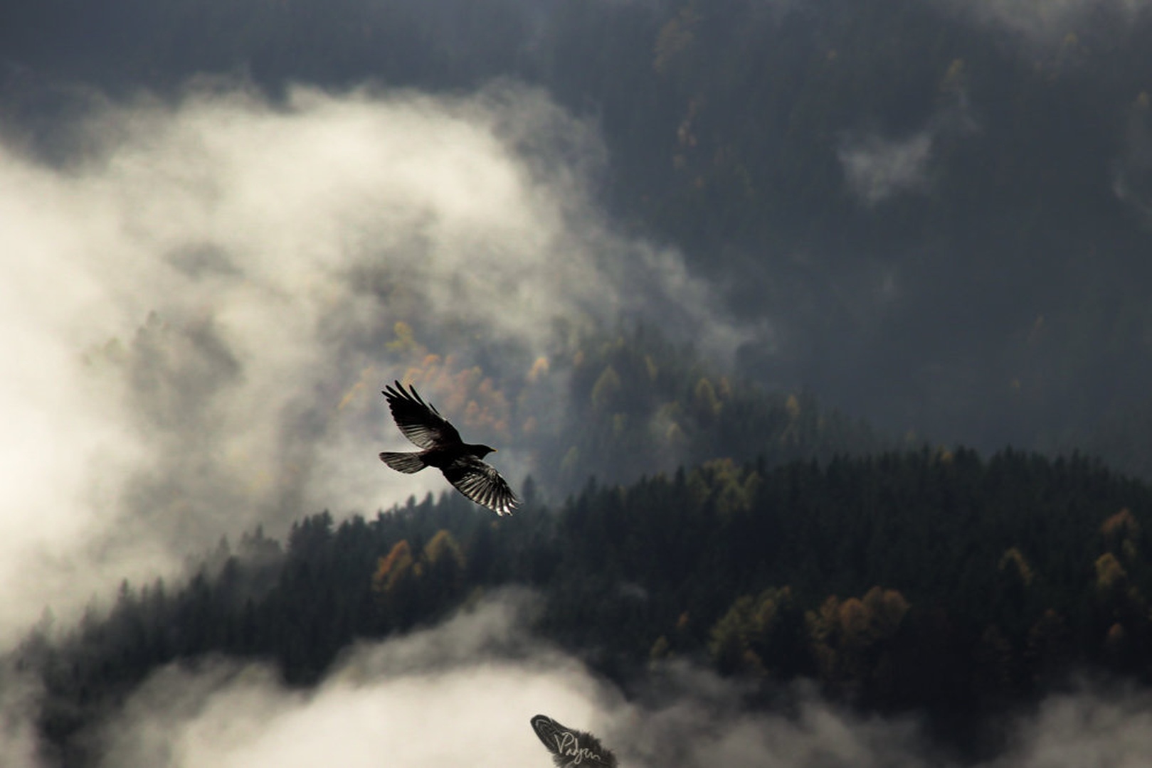 Be free :) by Valerija Padjen