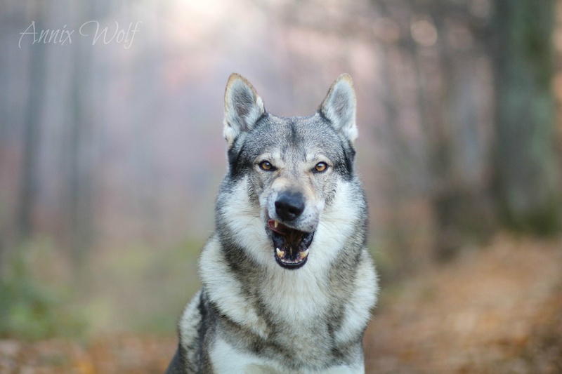 Češkoslovaški volčjak Atila by Annix Wolf
