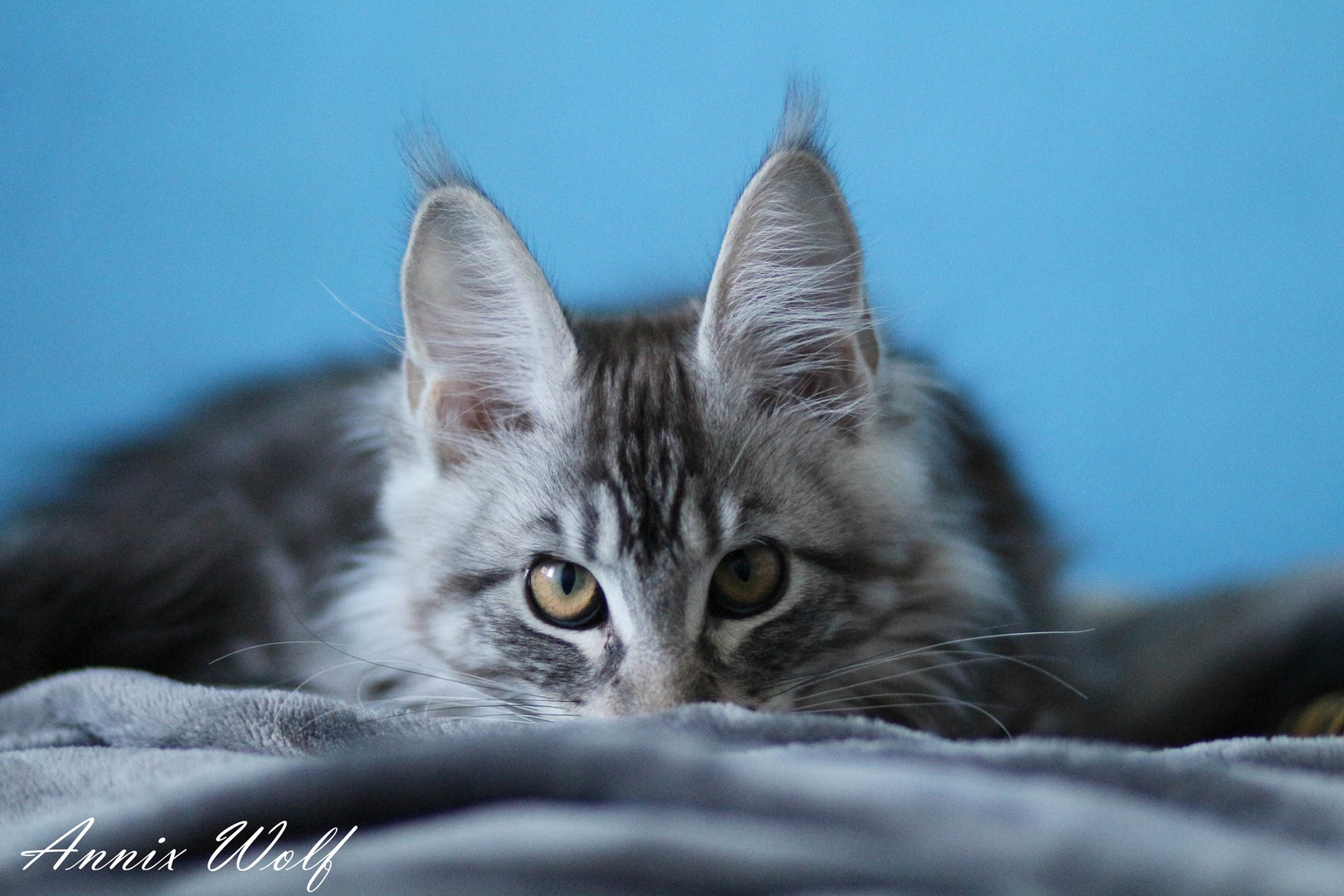 Maine coon by Annix Wolf