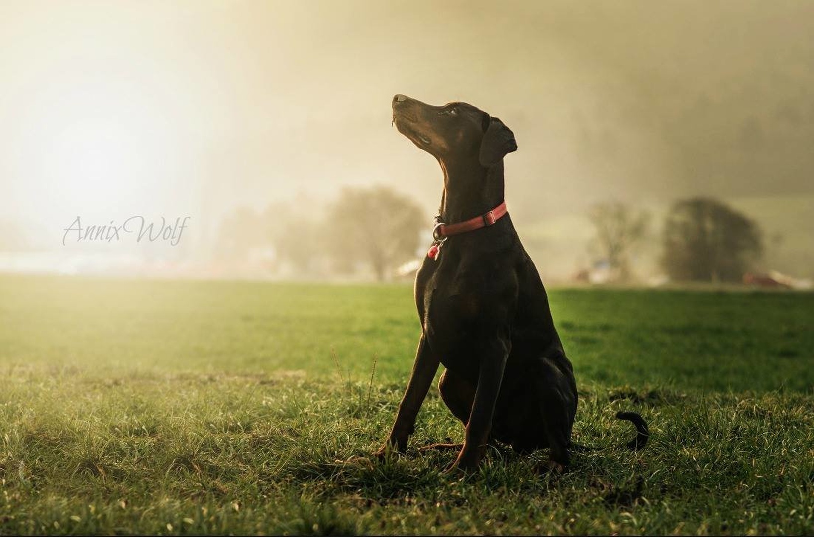 Doberman by Annix Wolf