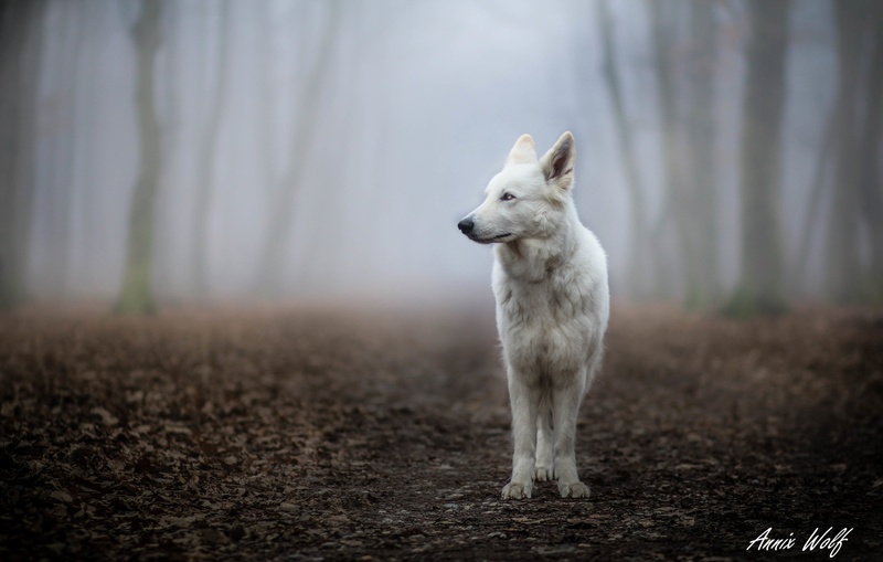 Misty morning by Annix Wolf