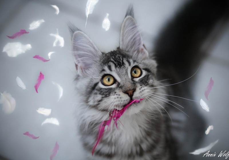 Igriv maine coon by Annix Wolf