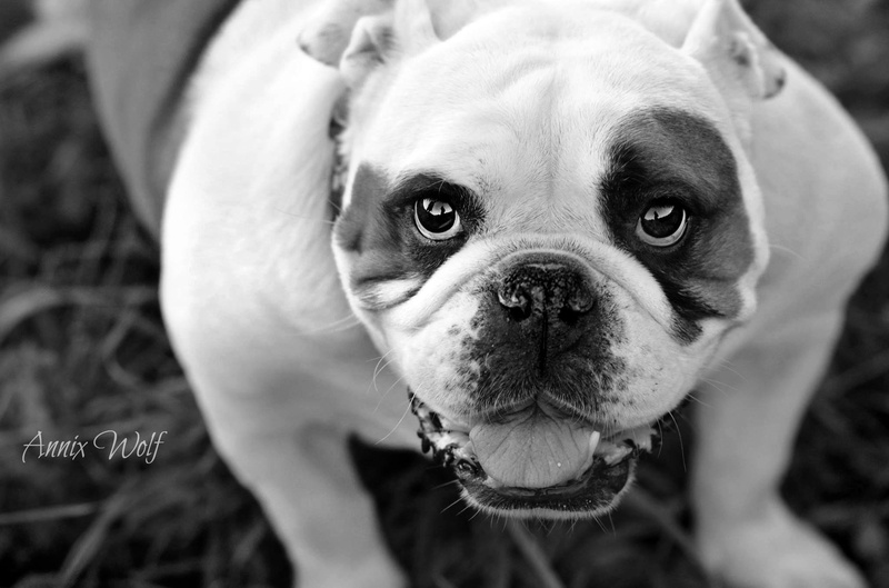 Angleški bulldog by Annix Wolf