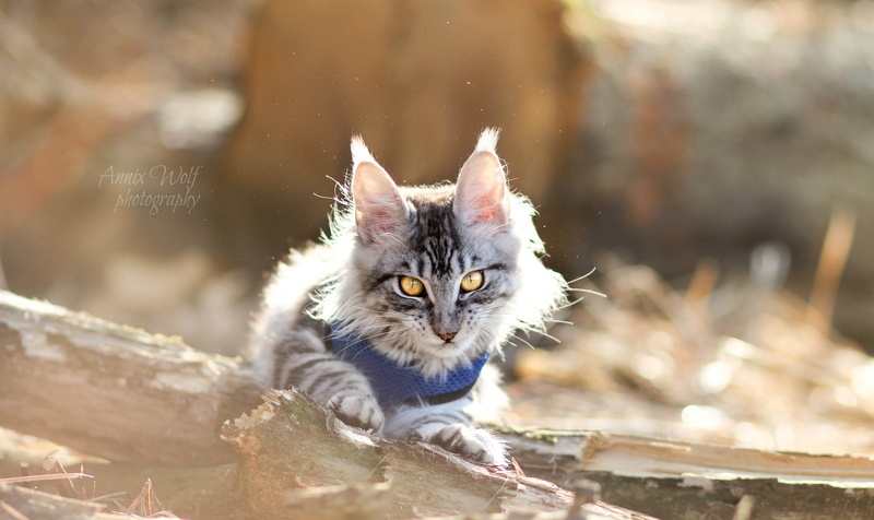 Maine Coon by Annix Wolf