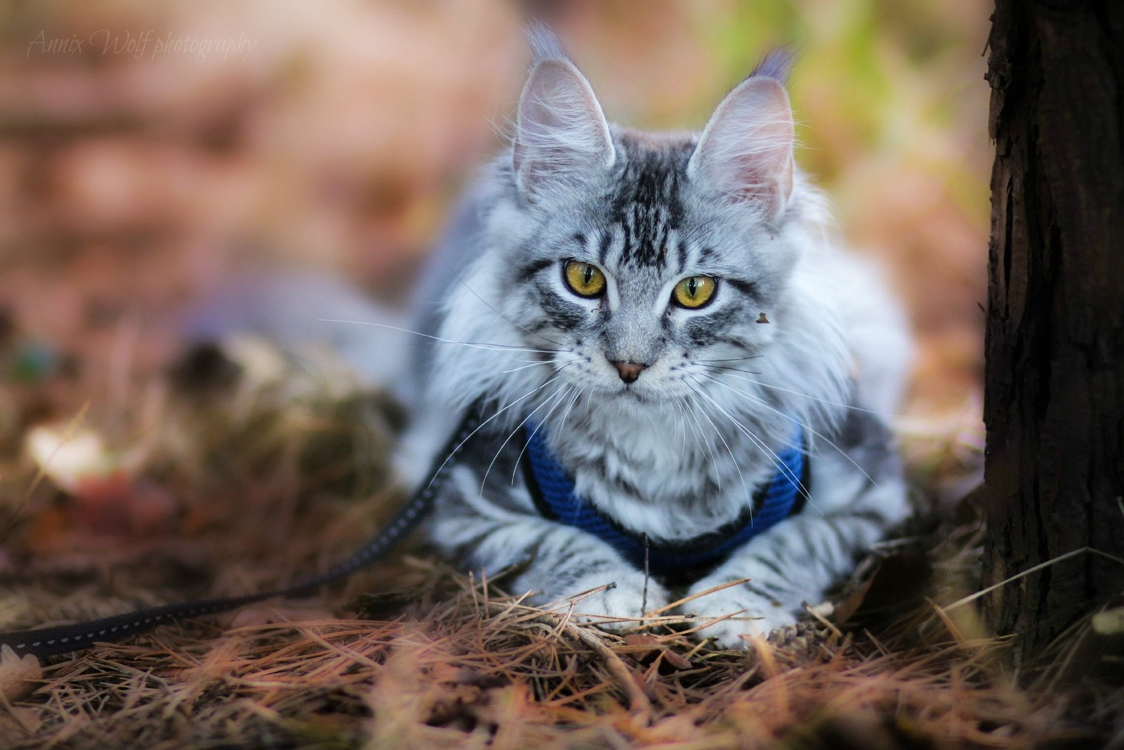 Maine Coon by Annix Wolf