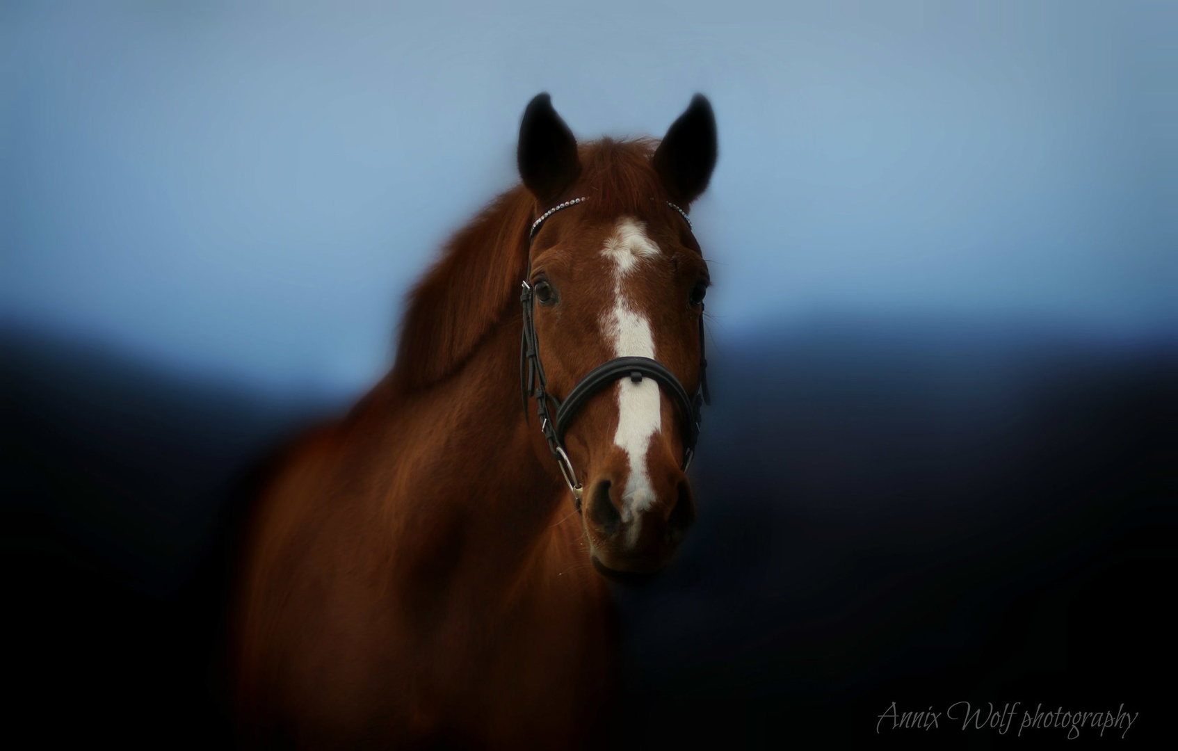 Horse by Annix Wolf