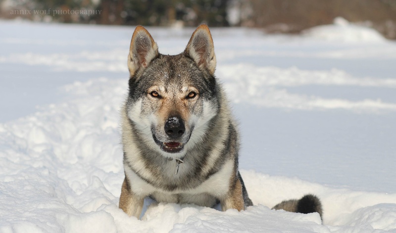 Volkec by Annix Wolf