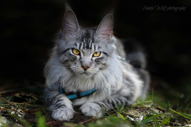 Maine Coon by Annix Wolf