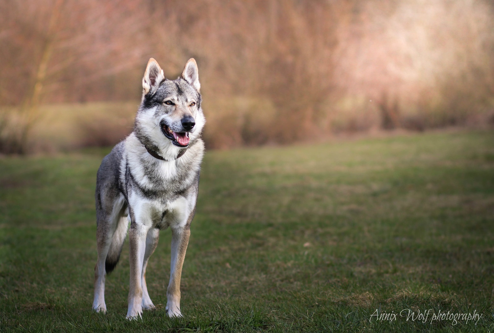 Volkec by Annix Wolf