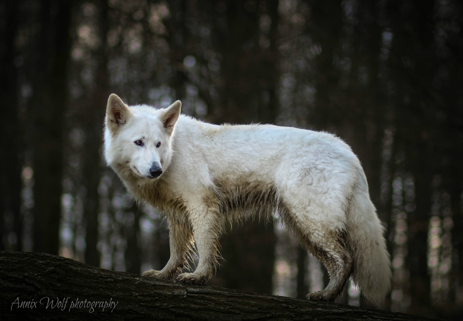 Sky by Annix Wolf