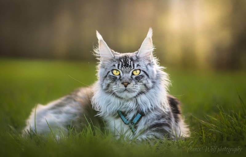 Flynn by Annix Wolf