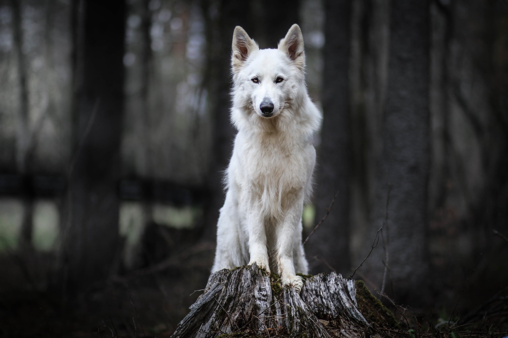 Sky na Pohorju by Annix Wolf