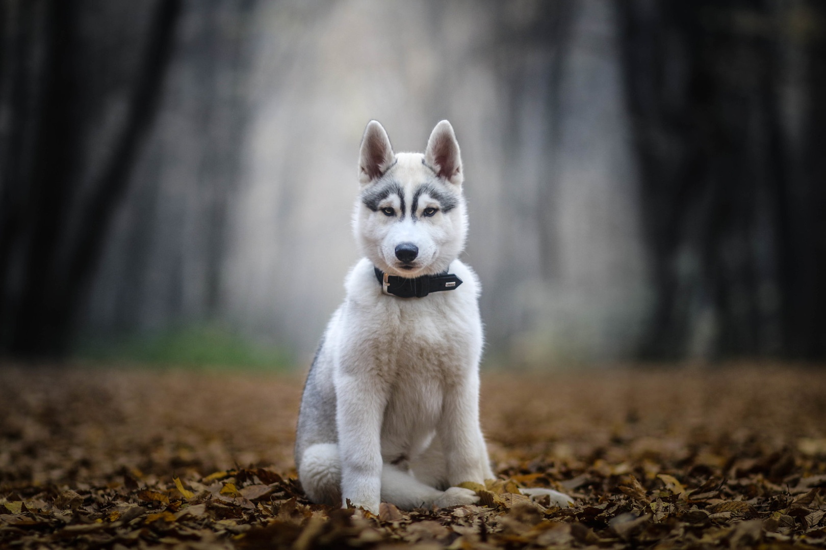 Volkec by Annix Wolf