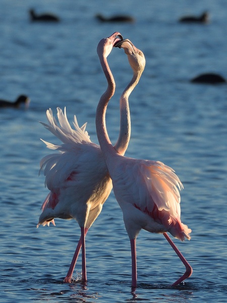 Tango Flamingo by Alex S.