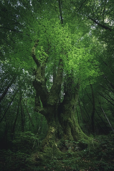 Ent by Matej Mlakar