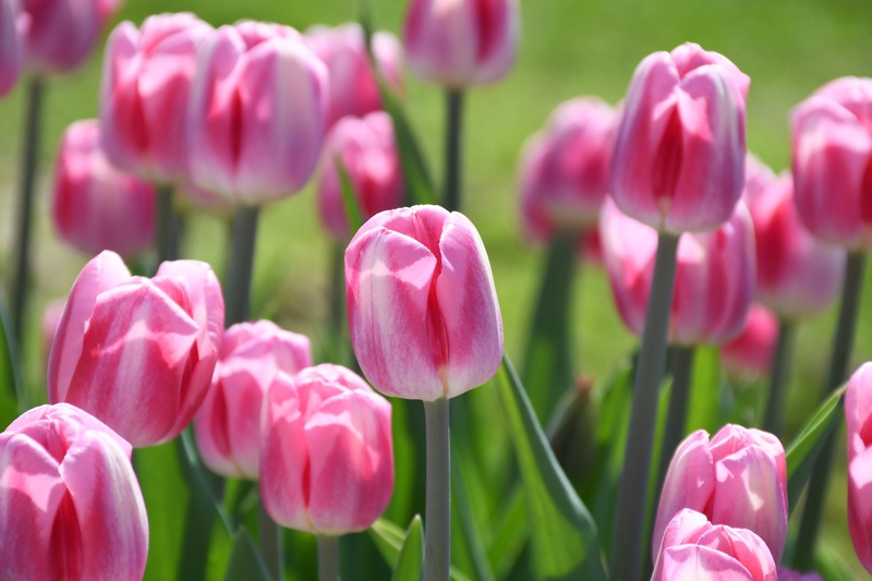 tulipani by Dejan Habe