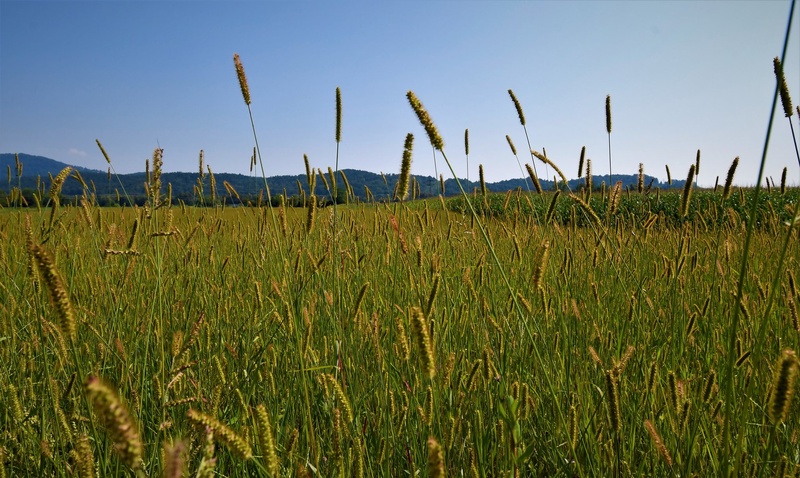 polje by Dejan Habe
