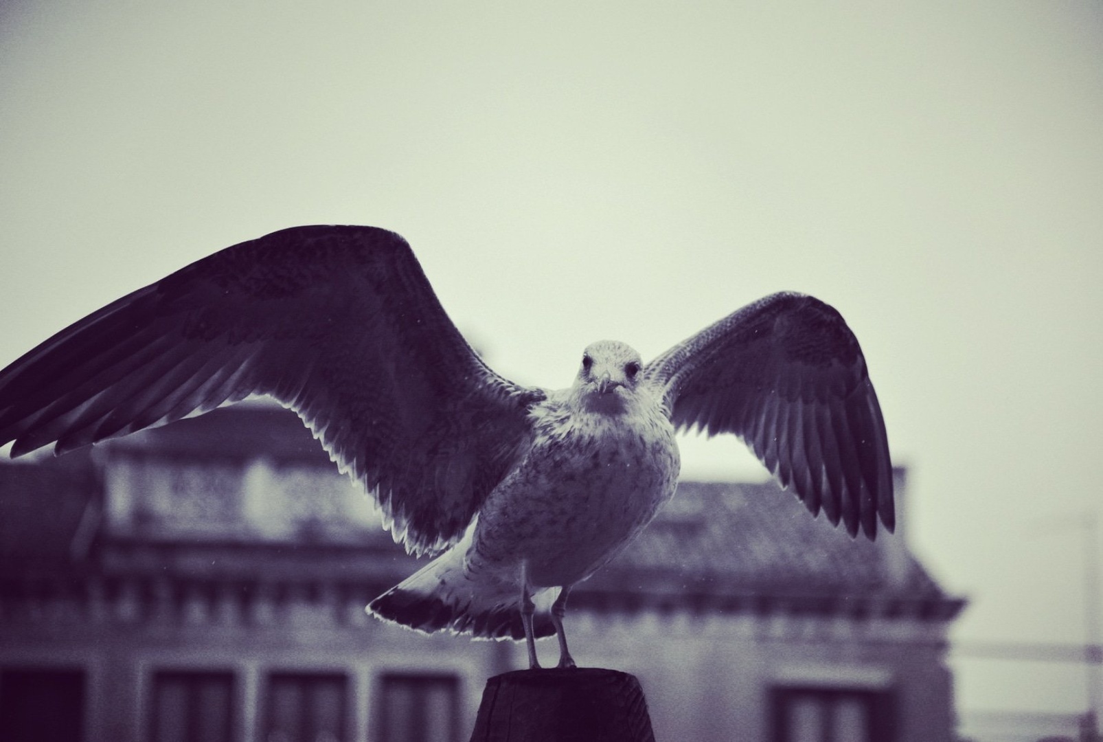 Galeb by Klemen Ceglar