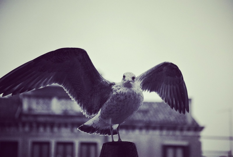 Galeb by Klemen Ceglar