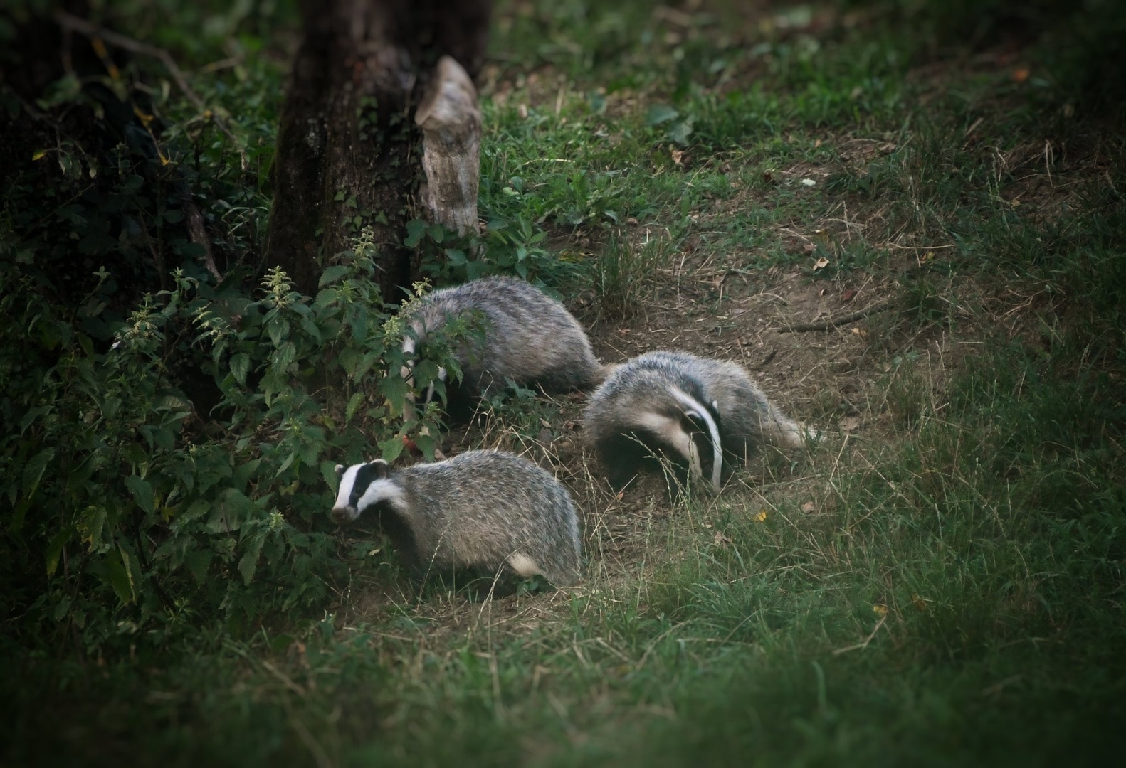 Mušketirji #sloveniahunts by Rhagiummordax