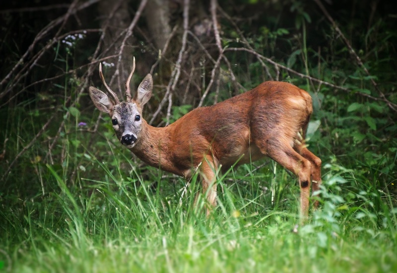 Star #sloveniahunts by Rhagiummordax