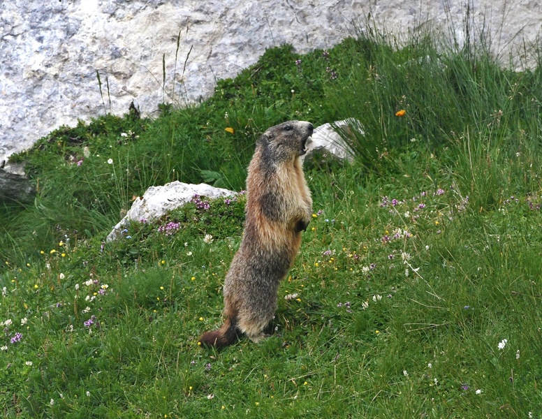 Zavije čokolado #sloveniahunts by Rhagiummordax