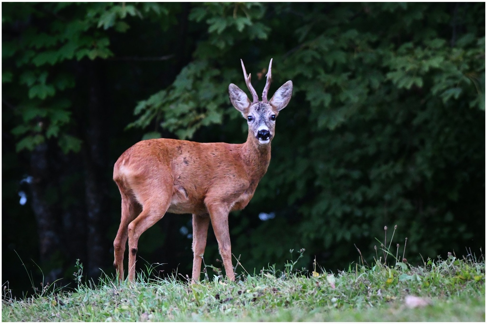 Srnjak #sloveniahunts by Rhagiummordax