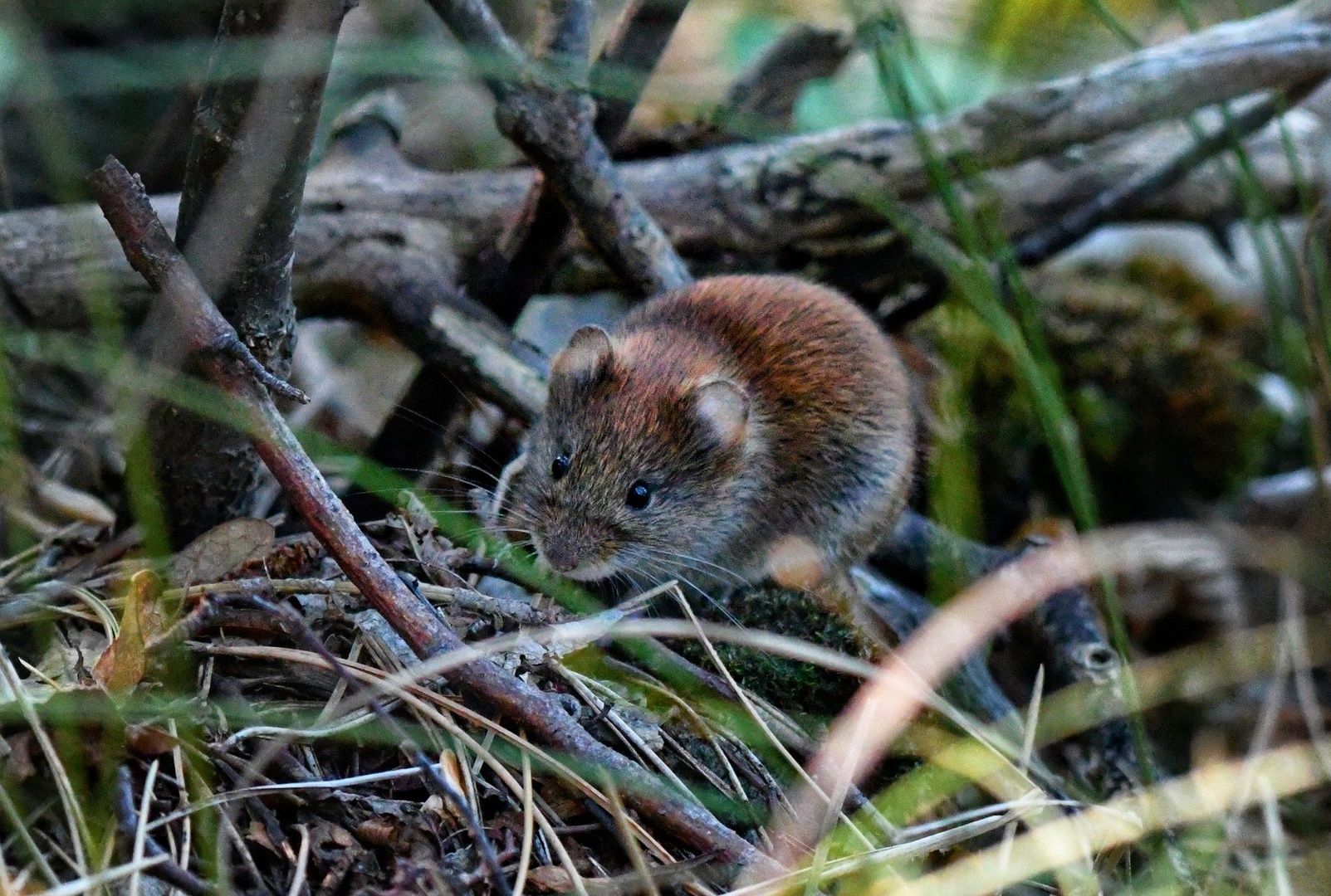 Miševi #sloveniahunts by Rhagiummordax