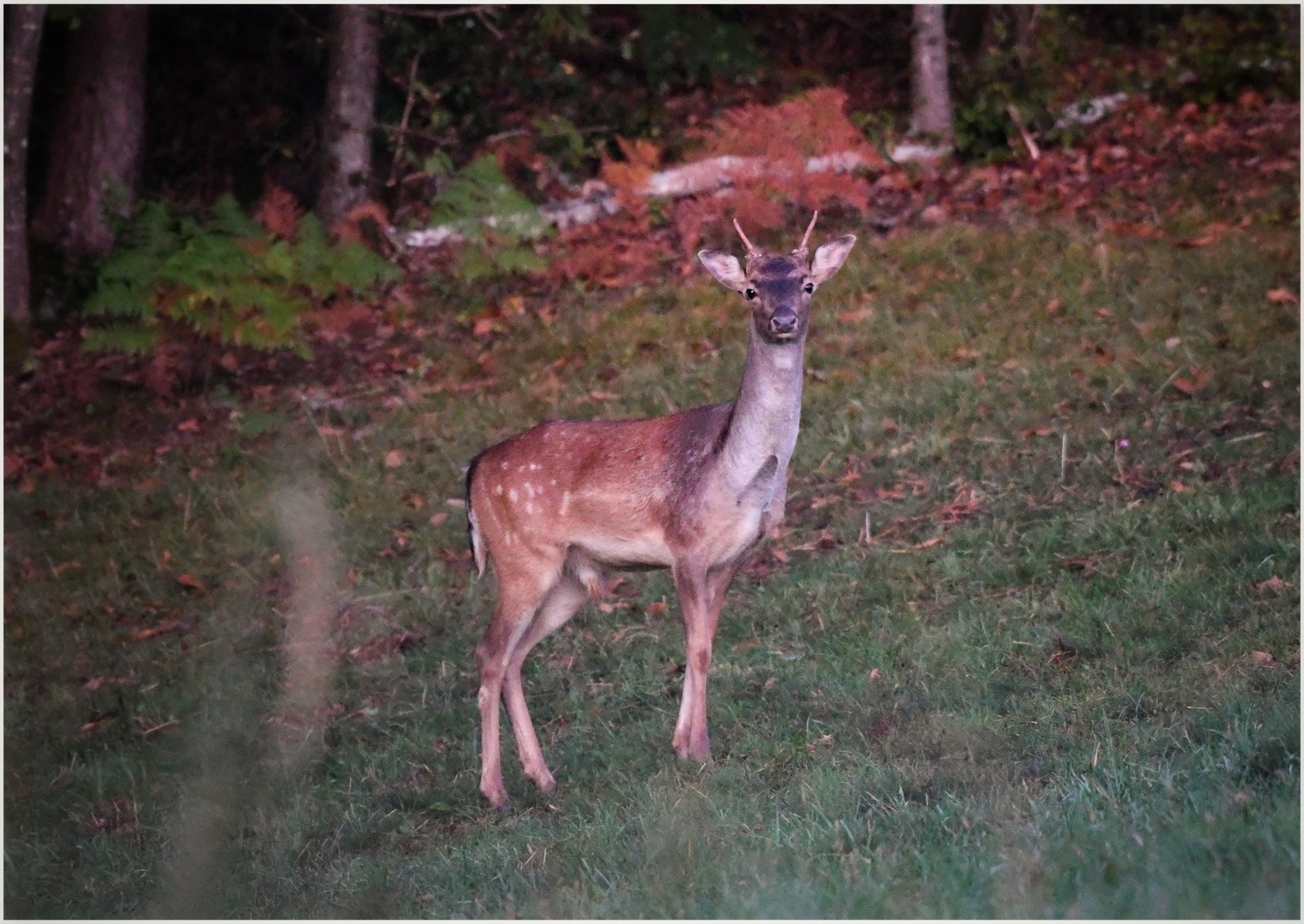 Ruk damjaka #sloveniahunts by Rhagiummordax