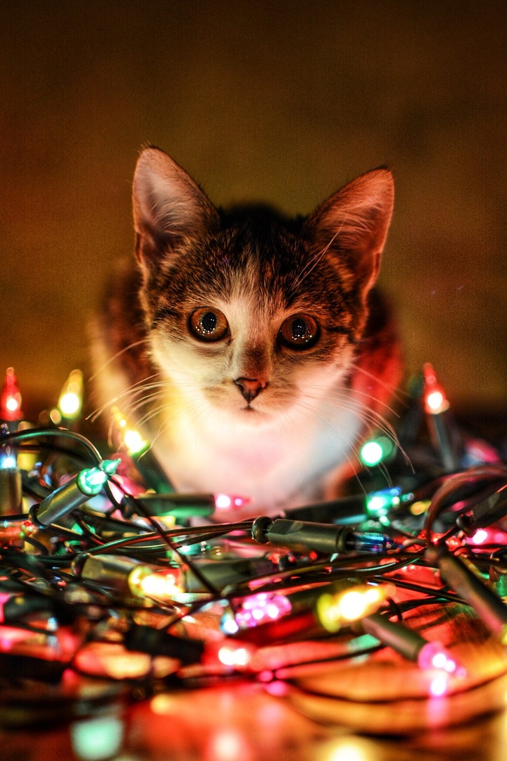 Christmas cat by Jure Zorman