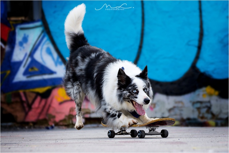 "Sk8er Boy" by Maja Lesar