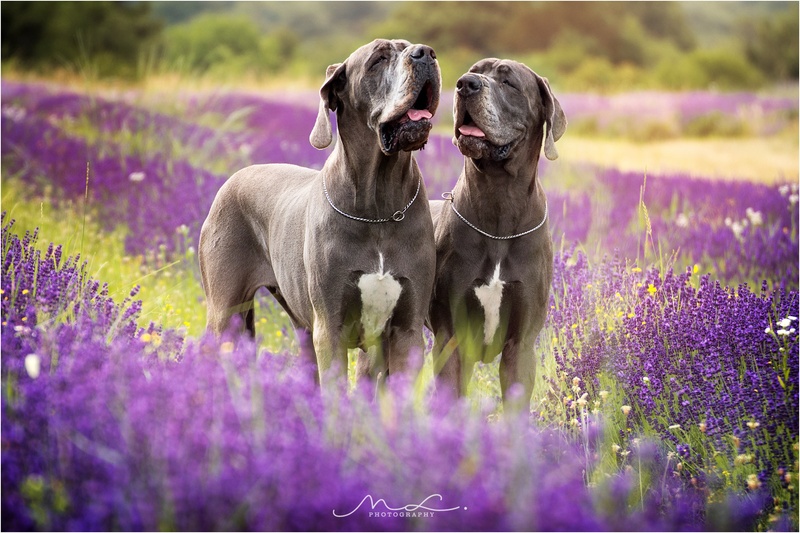 Dame v sivki by Maja Lesar
