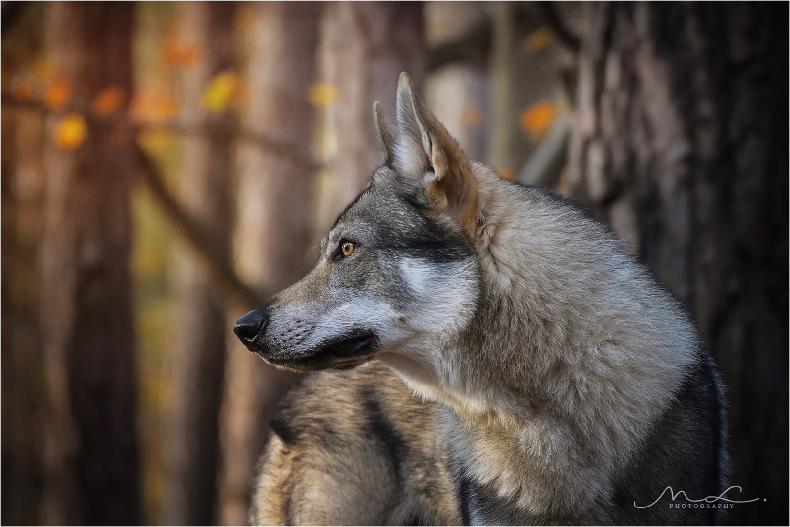 "Wolfie" by Maja Lesar