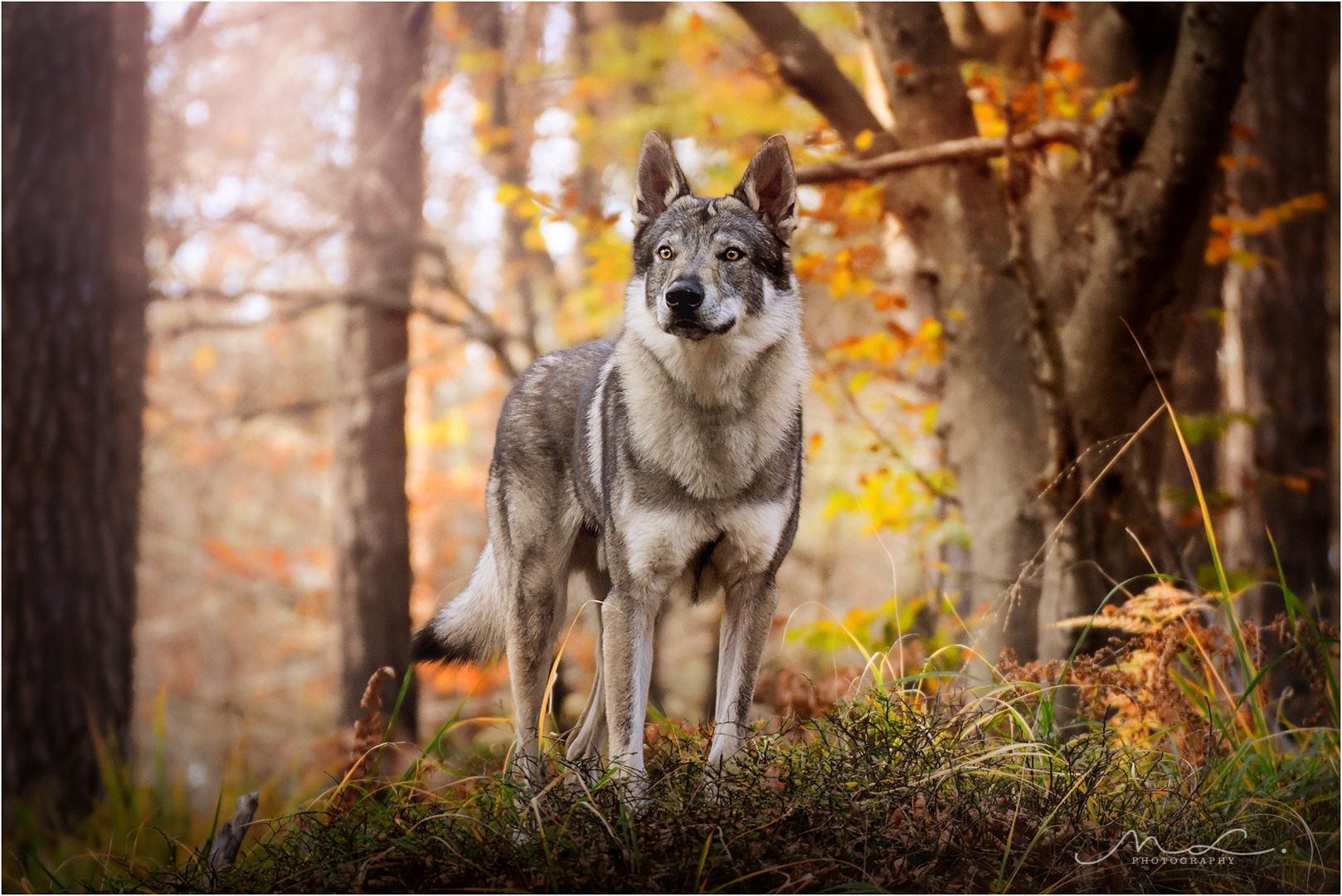 "Looks of the Wolf, heart of a puppy" by Maja Lesar