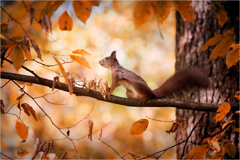 "Tree Athlete" by Maja Lesar
