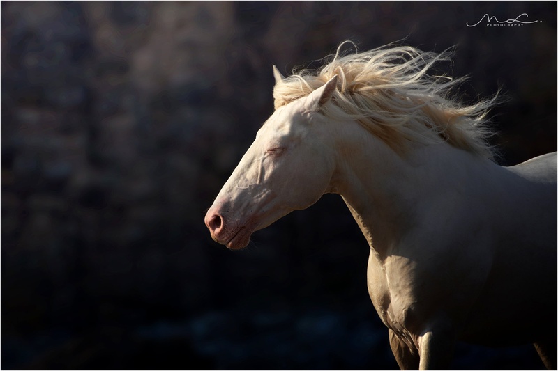 "Listening Wind" by Maja Lesar