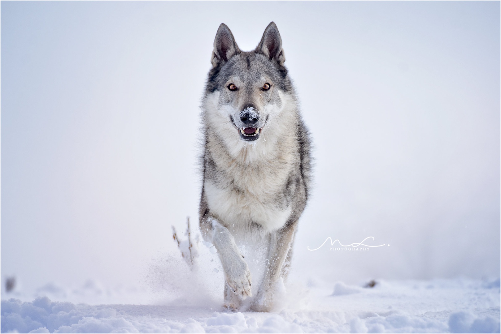 "Winter is Coming" by Maja Lesar