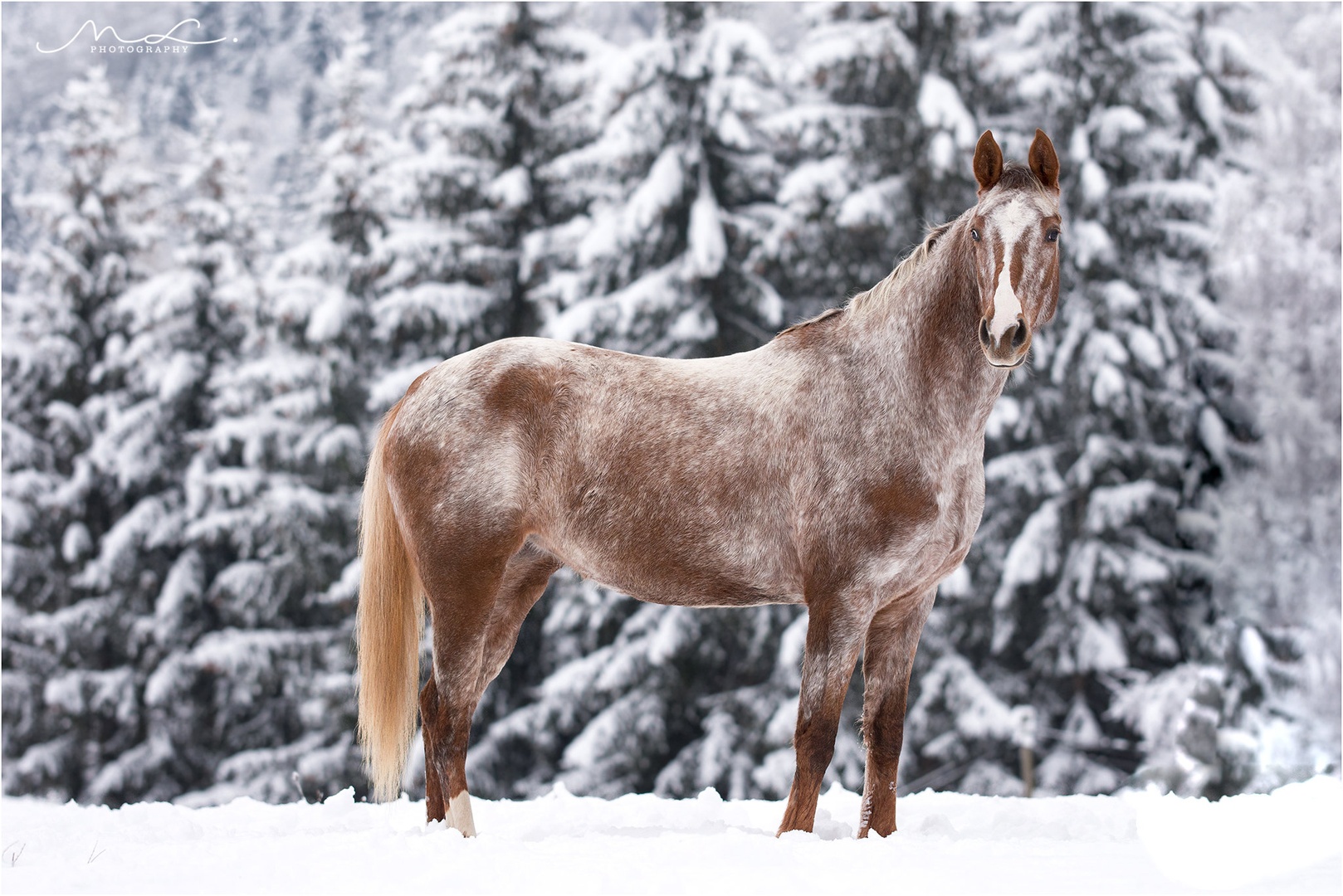 "Appaloosa barve" by Maja Lesar