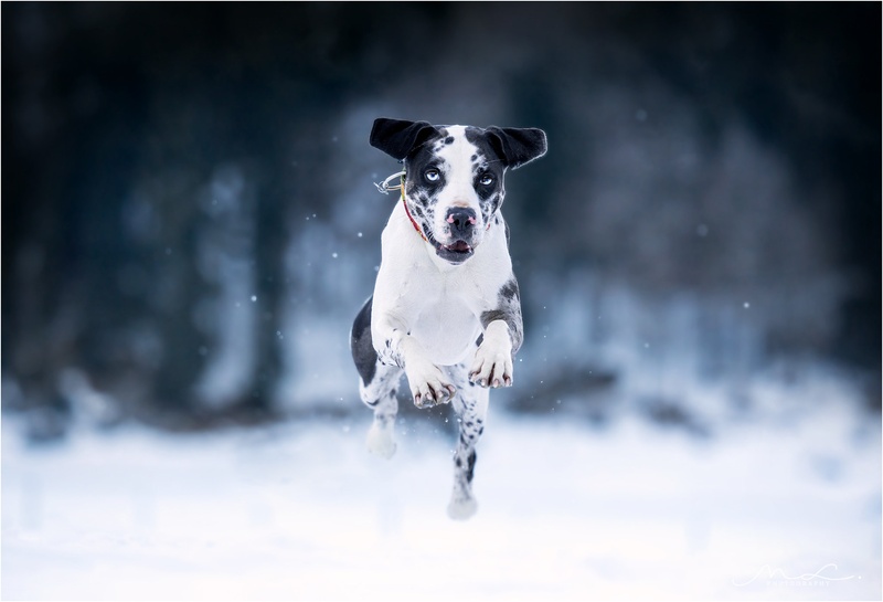 "Patch" by Maja Lesar