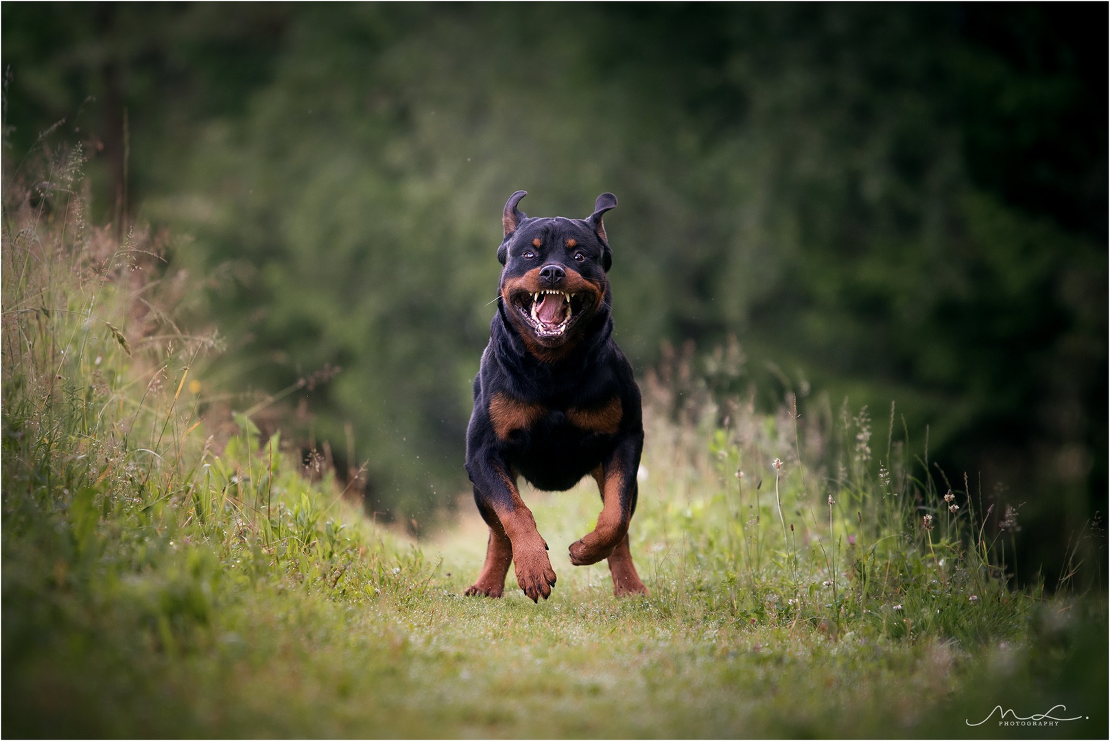 "Nasmeeeh" by Maja Lesar