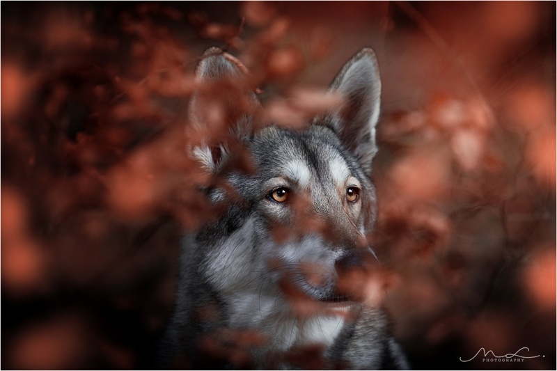 "Skrita" by Maja Lesar