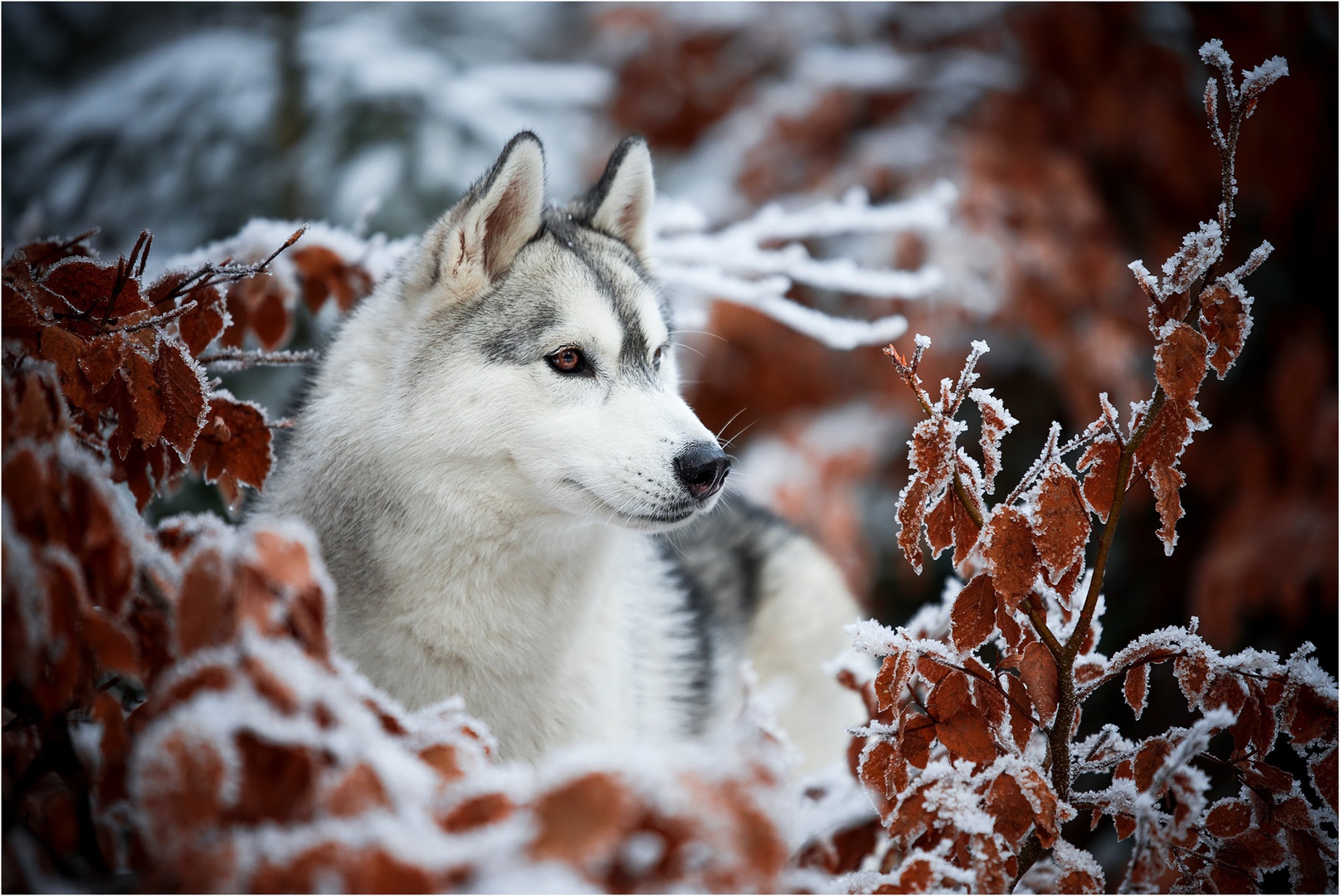 "Frozen" by Maja Lesar