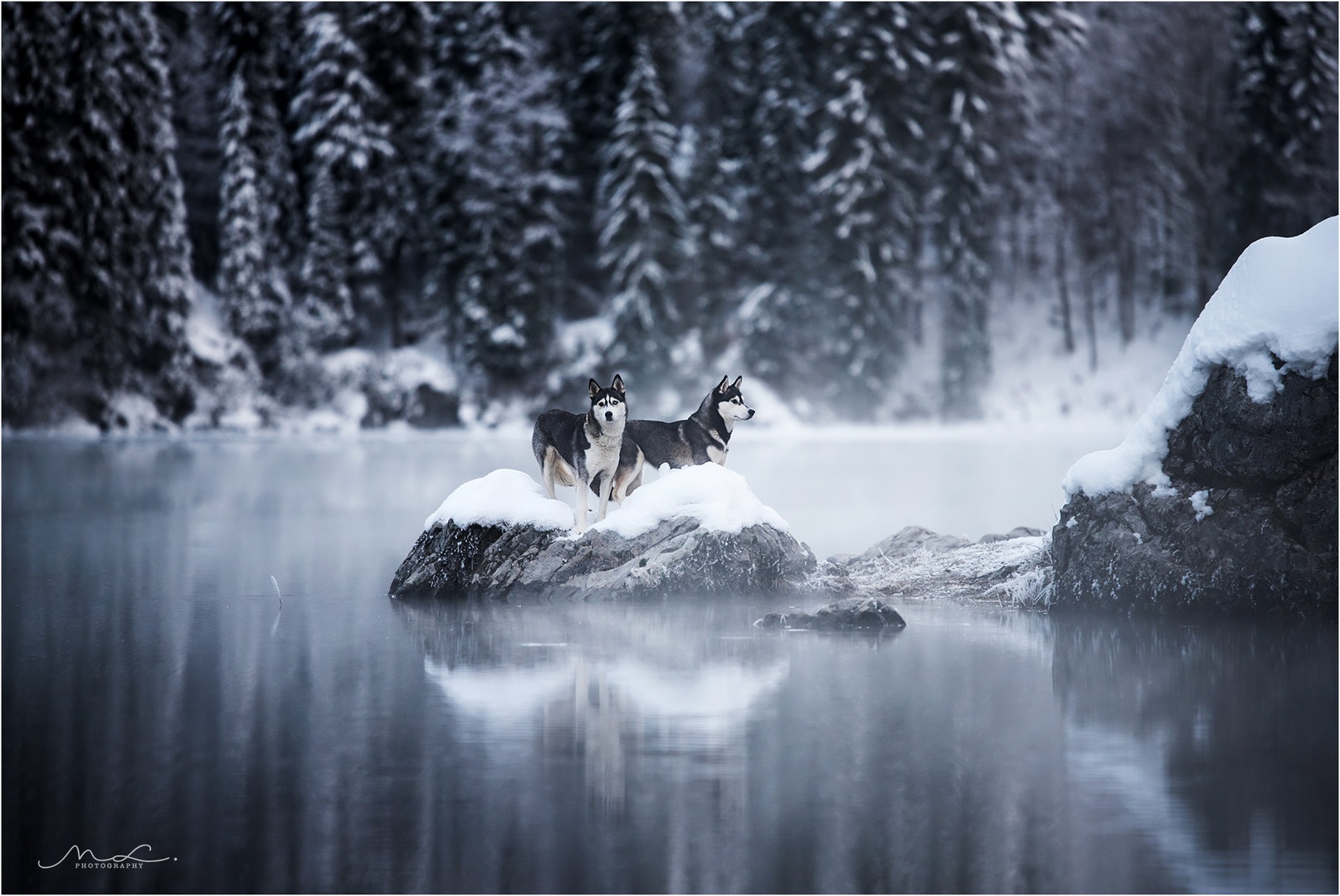 "Husky-land" by Maja Lesar