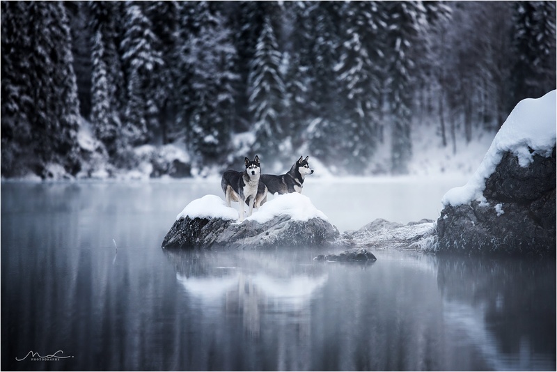 "Husky-land" by Maja Lesar