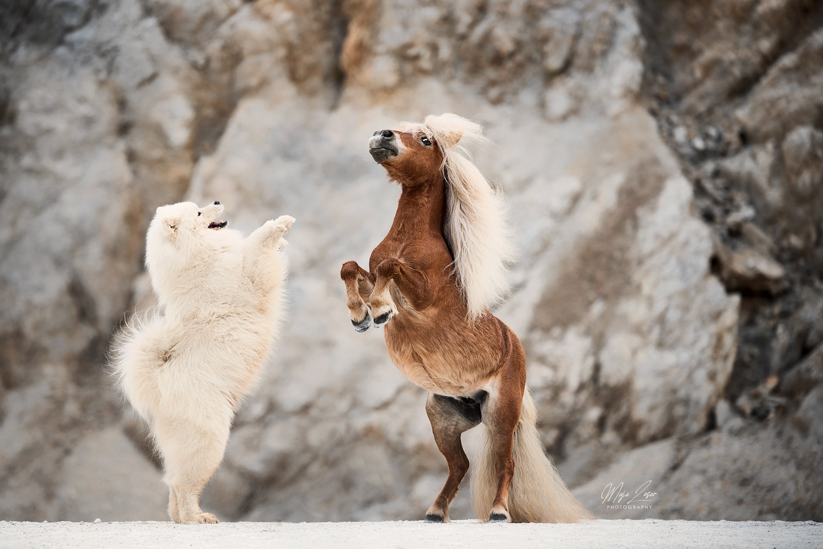 "Plesna partnerja" by Maja Lesar