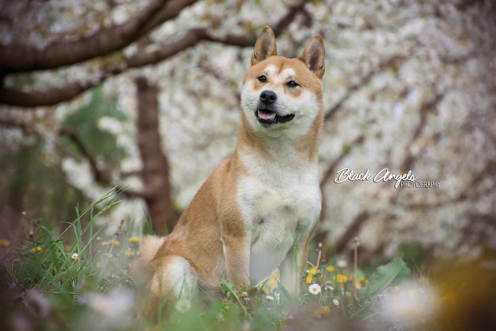 Japanese spring by Sandra Ahcin